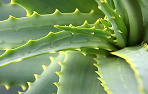 Pianta di Aloe Vera